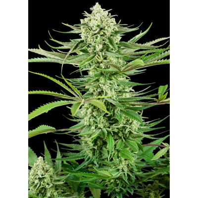 Sensi Seeds Cashew Kush 5 seeds