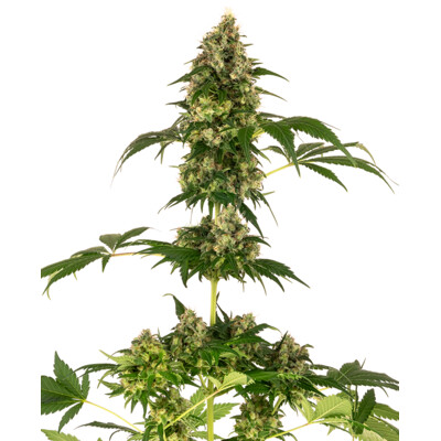 Sensi Seeds Cobalt Haze 10 seeds