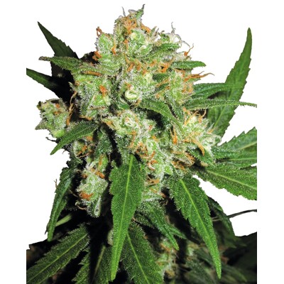 Sensi Seeds Sensi Skunk 3 seeds