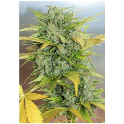 Serious Seeds Auto AK-47 3 seeds