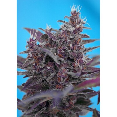 Sweet Seeds Black Cream Auto 5 seeds