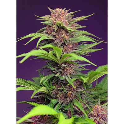 Sweet Seeds Red Mimosa XL Auto 5 seeds