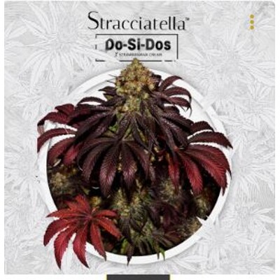 T.H. Seeds Stracciatella 5 seeds