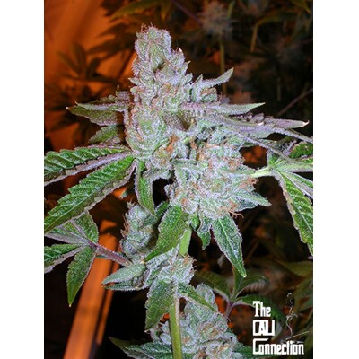 The Cali Connection Tahoe OG Kush 6 seeds