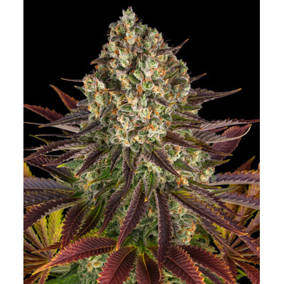 Barney's Farm Biscotti 10 seeds