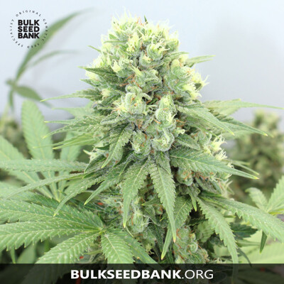 Bulk seed Bank Auto Devil's Kiss 10 seeds