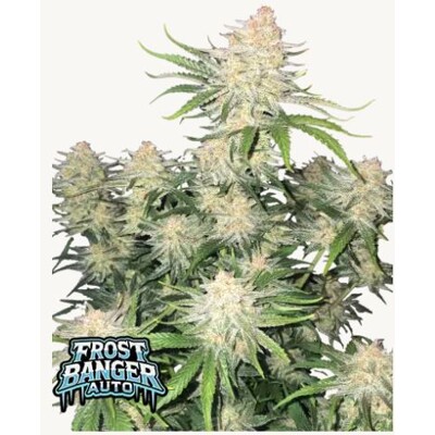 FastBuds Frostbanger Auto 3 db