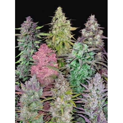 Fastbuds Mix Pack Auto 25 pcs