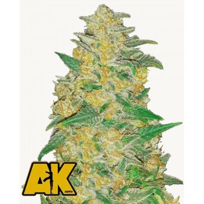 Fastbuds Original AK 3 pcs