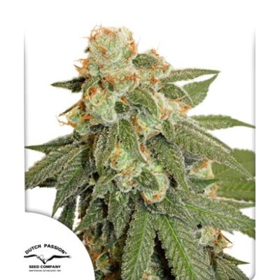 Dutch Passion Seed Company Auto Orange Bud 3 pcs