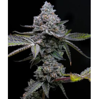 Barney&#039;s Farm Apple Fritter  3 pcs