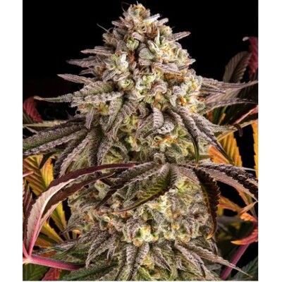 Barney&#039;s Farm Blue Sunset Sherbert 3 pcs
