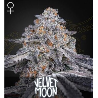 Green House Seed Co. Velvet Moon 5 ks
