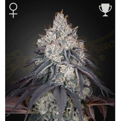 Green House Seed Co. Lemon Orange 10 ks