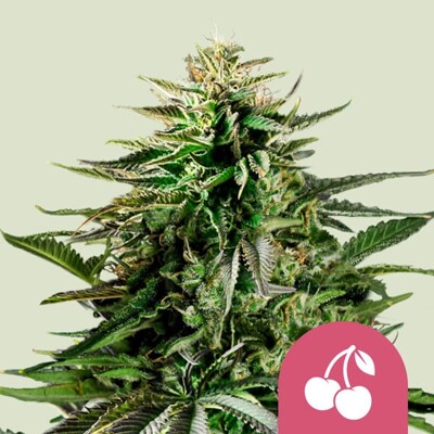 Royal Queen Seeds Cherry Pie 3 ks