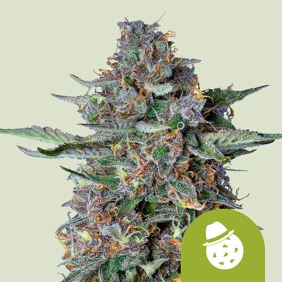 Royal Queen Seeds Dosidos Auto 3 pcs