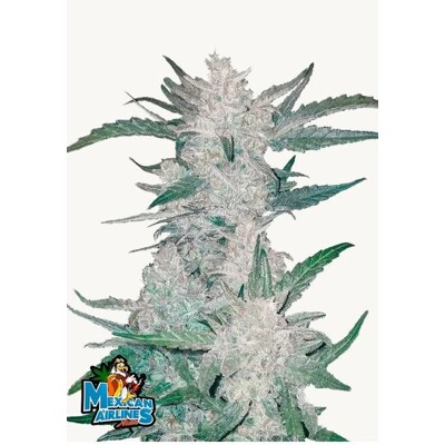 Fastbuds Mexican Airlines Auto 5 ks