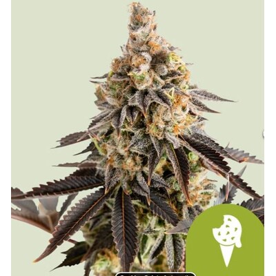 Royal Queen Seeds Cookies Gelato auto 3 pcs