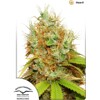 Dutch Passion Seed Company Mazar 5 seeds