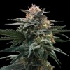 DNA Genetics Blood Orange Sorbet 6 seeds