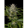 Humboldt Seed Company Pineapple Skunk 5 seeds