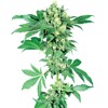 Sensi Seeds Afghani #1 5 Seeds