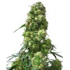 Sensi Seeds Early Skunk 5 Seeds