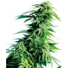 Sensi Seeds Hindu Kush 5 Seeds