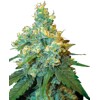 Sensi Seeds Jack Herer 5 Seeds