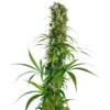 Sensi Seeds Michka 5 Seeds