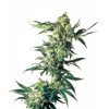 Sensi Seeds Northern Lights 5 Seeds