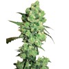 Sensi Seeds Super Skunk 5 Seeds