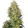 Sensi Seeds Shiva Skunk from 28.- €