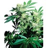 Sensi Seeds Skunk Kush 5 Seeds