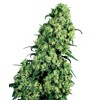 Sensi Seeds Skunk #1 10 Seeds