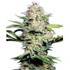 Sensi Seeds Sensi Skunk Auto 5 Seeds