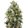 Sensi Seeds Super Skunk Auto 5 Seeds