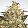 Paradise Seeds Atomical Haze 10 pcs