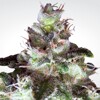 Paradise Seeds Original White Widow (IBL) 10 pcs