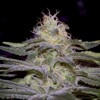 Paradise Seeds Sensi Star 5 pcs