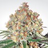 Paradise Seeds Auto Wappa 10 pcs