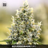 Bulk Seed Bank Auto AMNESIA HAZE 10 seeds