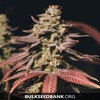 Bulk Seed Bank Auto BUBBLEGUM EXTRA 10 seeds