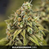 Bulk Seed Bank Auto CARAMEL KING 10 seeds