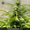 Bulk Seed Bank Auto MAZAR EXTRA from 17,5.-€