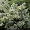 Bulk Seed Bank Auto OG KUSH 10 seeds