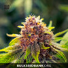 Bulk Seed Bank Auto PURPLE GLAM KUSH 10 seeds