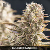 Bulk Seed Bank COCOPOPO 10 seeds