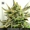 Bulk Seed Bank CRITICAL 100 seeds