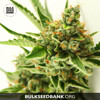 Bulk Seed Bank CRITICAL MASS 10 seeds